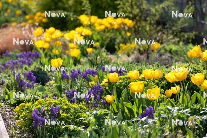 N1922971 Flower border in yellow and blue color tones