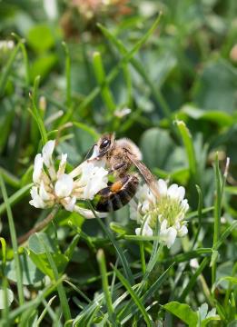 Biene, Bienennährpflanze, Insekten, Trifolium repens