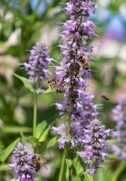 Agastache (Genus), Biene, Bienennährpflanze, Insekten