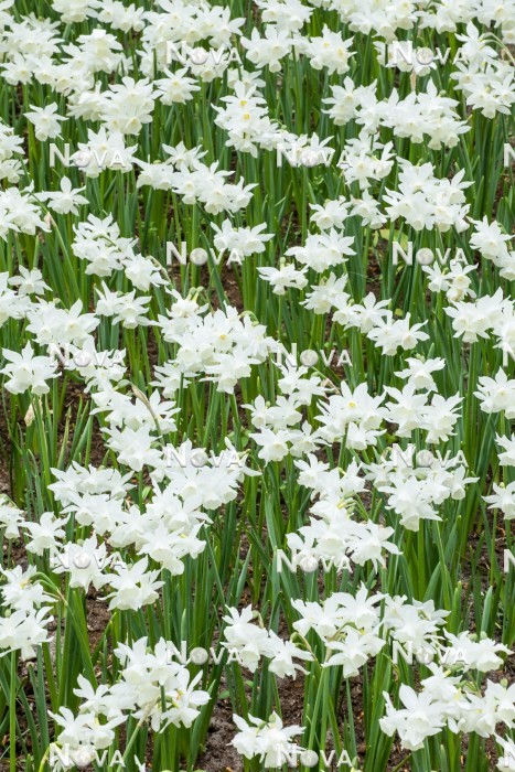 N1922499 Narcissus triandrus Thalia
