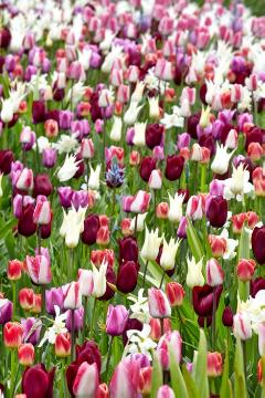 Tulipa (Genus), Tulpenbeet, Tulpenmischung