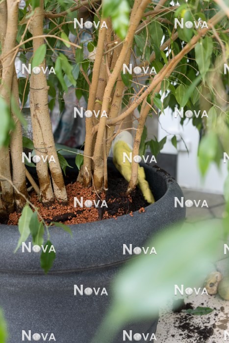 N1203162 Repotting of Ficus benjamina