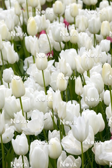 N1922647 Tulipa Mischung in weißen Farbtönen