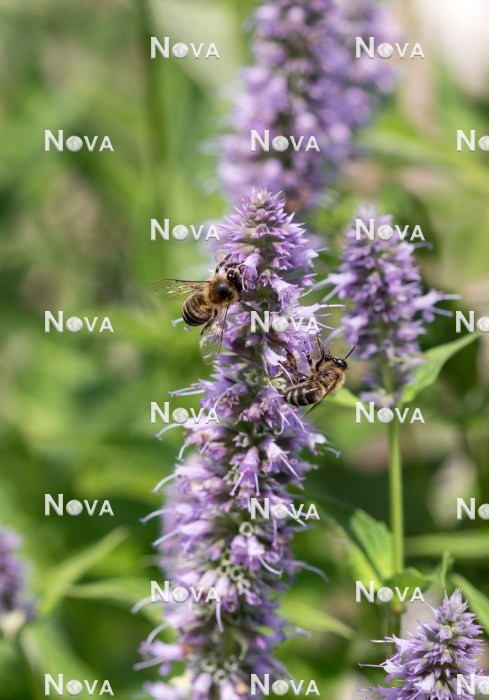 N2101886 Bienen auf Agastache