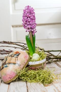 Easter eggs, Easter, Hyacinthus orientalis