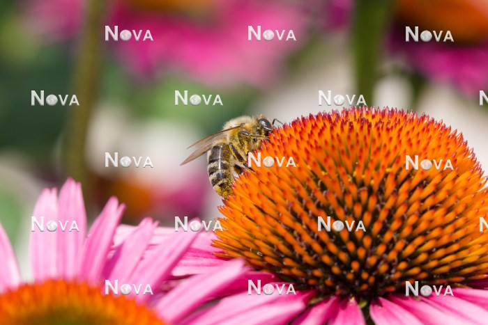 N2101871 Biene auf Echinaceablüte