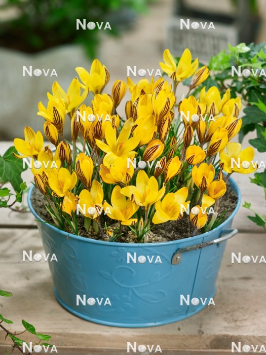 N1922793 Crocus Early Gold in pot
