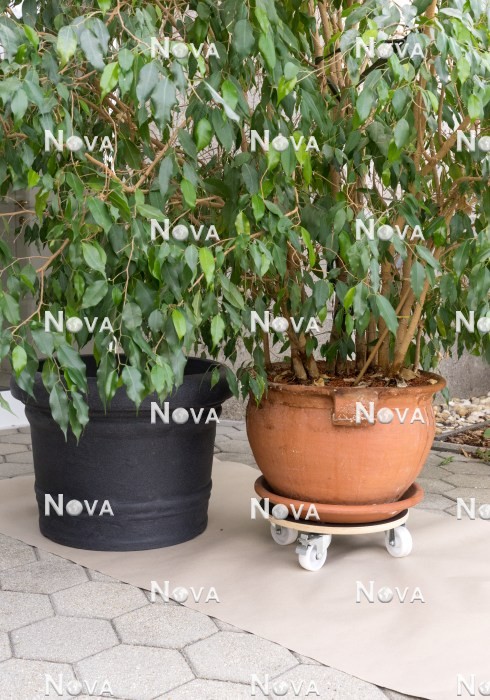 N1203156 Repotting of Ficus benjamina