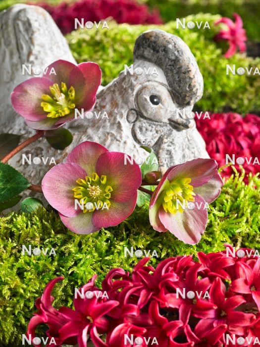 N2301598 Easter decoration with Helleborus and Hyacinthus