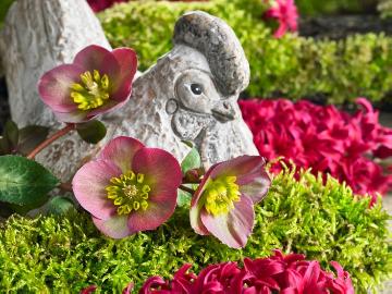 Easter decoration, Easter, Helleborus (Genus), Hyacinthus (Genus)