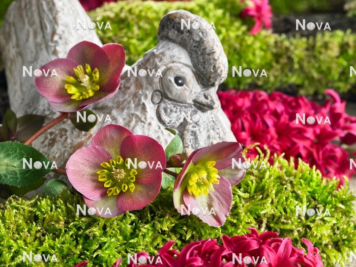 N2301599 Easter decoration with Helleborus and Hyacinthus