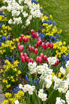 daffodil (Genus), flower bed, fringed tulip