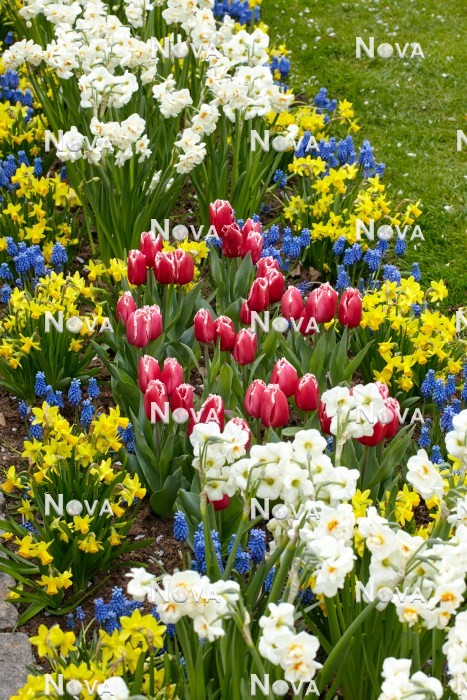N1922621 Flower border with Tulipa Canasta and Narcissus
