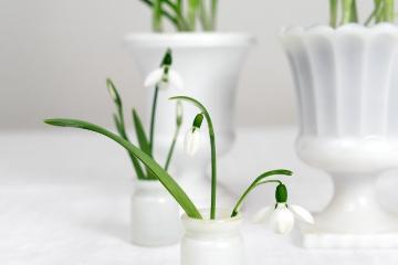 Frühling, Frühlingsstimmung, Galanthus elwesii, Schnittblume, Vase