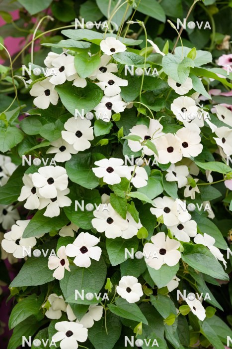 N0402481 Thunbergia Sunny Susy ® White Halo