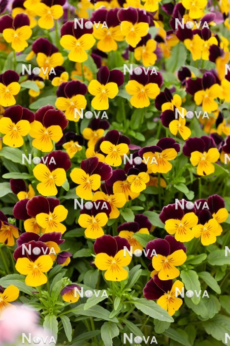 N1523177 Viola Sorbet ® XP Yellow Burgundy Jump Up