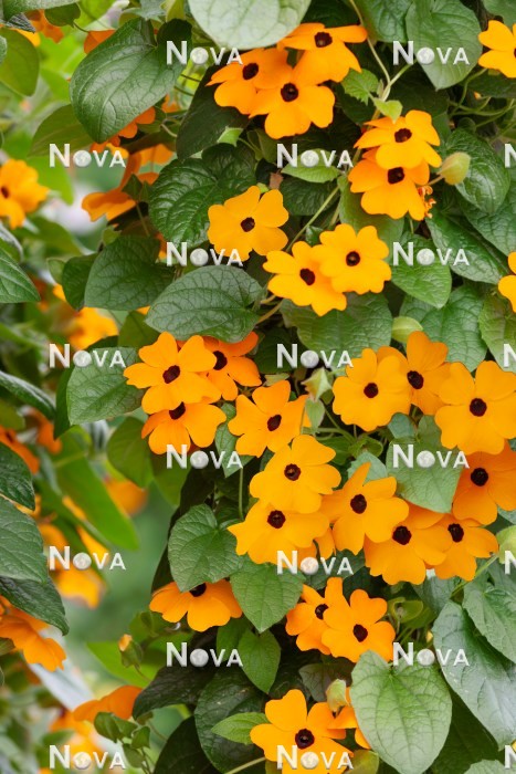 N0402476 Thunbergia Sunny Susy ® New Orange