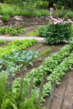 French Bean, Gemüsegarten, Gemüsepflanzen, Gemüsepflanzung, Lactuca sativa var. capitata, Paeonia lactiflora, turnip cabbage