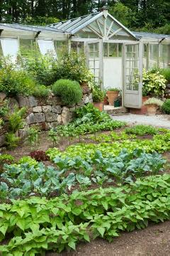 French Bean, Gemüsegarten, Gemüsepflanzen, Gemüsepflanzung, Lactuca sativa var. capitata, turnip cabbage