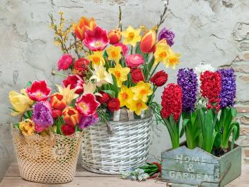 basket, daffodil (Genus), Hyacinthus (Genus), Ranunculus (Genus), Tulipa (Genus)