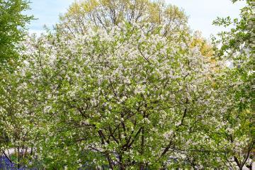 Morello Cherry, Springtime