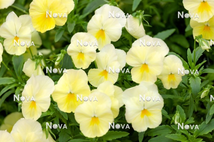 N1523185 Viola Cool Wave ® Lemon Impr.