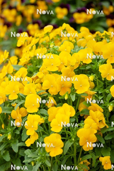 N1523172 Viola Sorbet ® XP Yellow Improved
