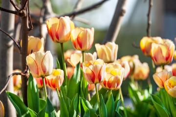 Stimmungsbild mit Tulpen, Tulipa Single Early