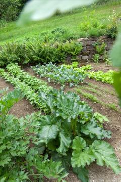 Gemüsegarten, Gemüsepflanzen, Gemüsepflanzung, Lactuca sativa var. capitata, rhubarb (Genus), turnip cabbage