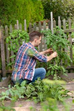 Gartenarbeit, Gemüsegarten, Lactuca sativa var. capitata, Lifestyle, man, Solanum lycopersicum