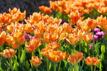 Stimmungsbild mit Tulpen, Tulipa (Genus)