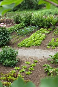 Gemüsegarten, Gemüsepflanzen, Gemüsepflanzung, Lactuca sativa var. capitata