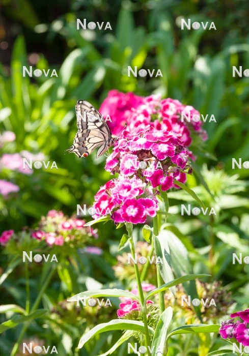 N0926346 Schmetterling auf Dianthusblüte