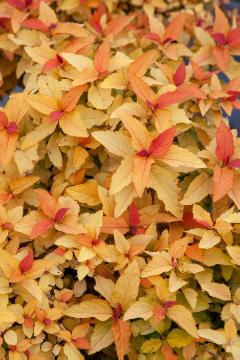 Autumn, fall foliage, Spiraea japonica