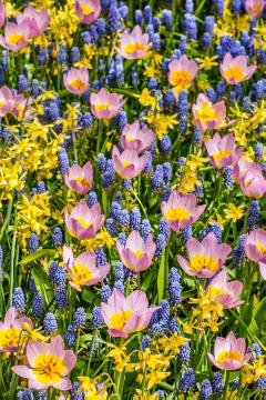 Mischung (Mix), Muscari armeniacum, Narcissus triandrus, Tulipa bakeri