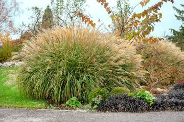 Autumn, Mixture (Mix), Ornamental Grasses, silvergrass (Genus)