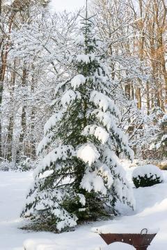 Abies (Genus), Schnee, Winter, Winterlandschaft