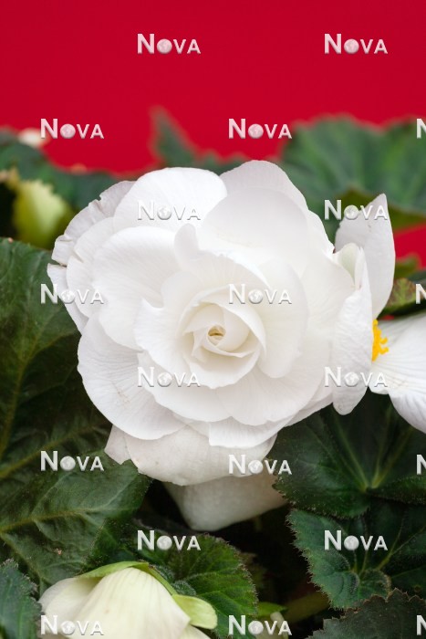 N1924948 AmeriHybrid ® Roseform White
