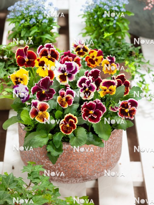 N1523895 Viola Chalon mix in pot