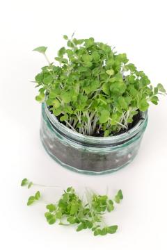 Brassica rapa subsp. nipposinica, Sprouting Seeds, white background