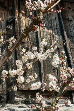 Frühling, Frühlingserwachen, Prunus armeniaca, Spalier