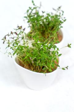 Sprouting Seeds, Thymus vulgaris