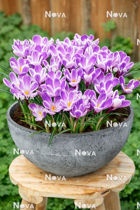 N1924373 Crocus King of the Striped in pot