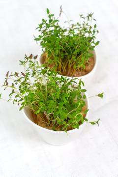 Sprouting Seeds, Thymus vulgaris, white background