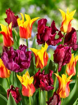 Maveridge, Tulipa (Genus)