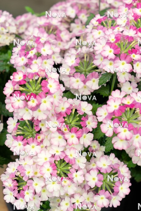 N1523946 Verbena Vanessa ™ Compact Bicolor Rose