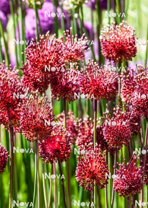 N1924989 Allium Red Mohican