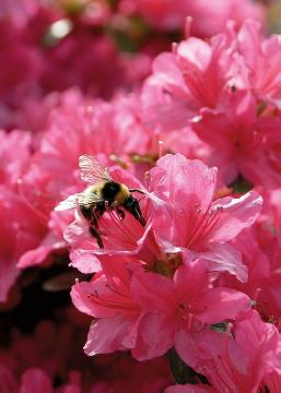 Biene, Detail, Rhododendron molle ssp. japonicum