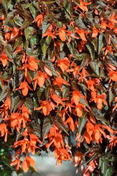Begonia Cascade, Kientzler