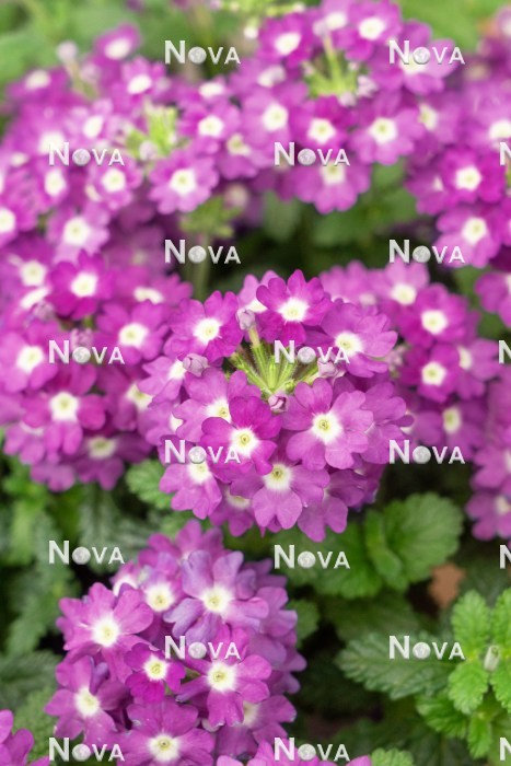 N1523944 Verbena Vanessa ™ Compact Violet